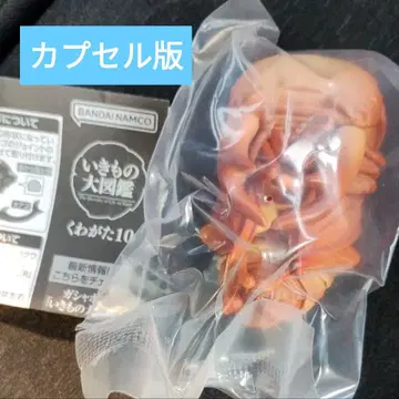 생물대도감 사슴벌레10 번데기 가샤폰 반다이