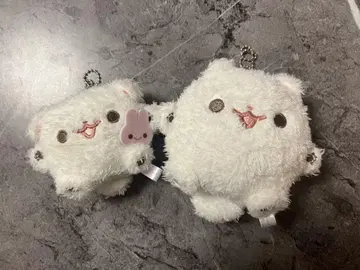 포메라니안 모치 시라타마