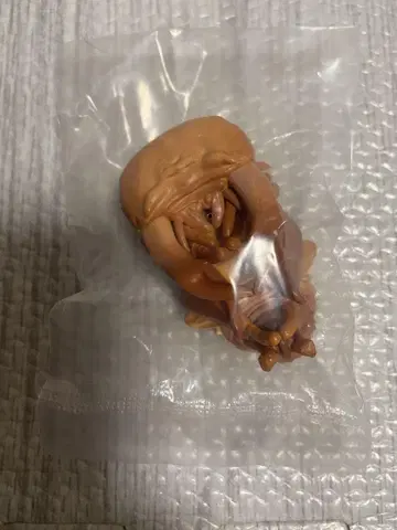 생물대도감 장수풍뎅이 10 오오쿠와가타 가챠판