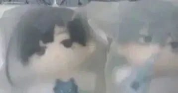 에이리언 스테이지 봉제 인형 불가사리 이반 틸 에이스테 해성체