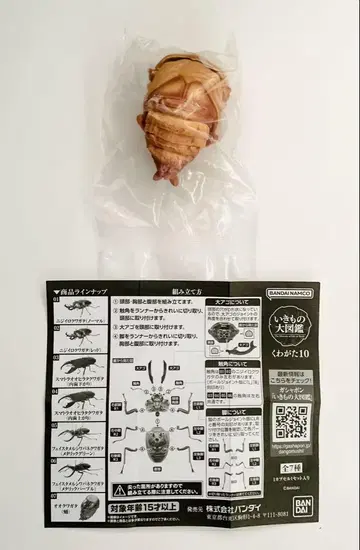 생물대도감 사슴벌레10 왕사슴벌레 번데기