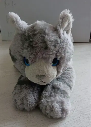 무릎고양이