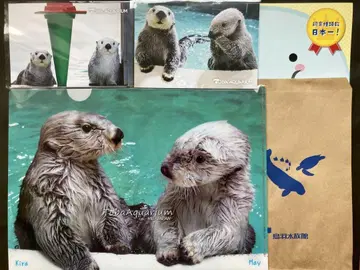 토바 수족관 랏코 파일 & 엽서 2매 메이 짱 & 키라 짱 그림 엽서