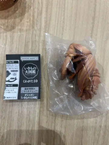 생물대도감 와카게:10 번데기