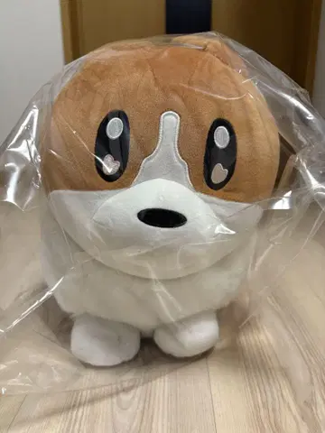 요루시카 코기