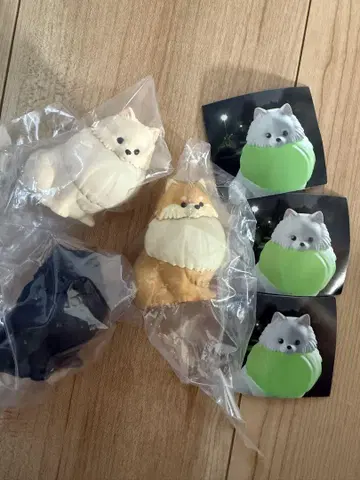 빛나는 목걸이를 한 산책 포메라이트 3종 세트