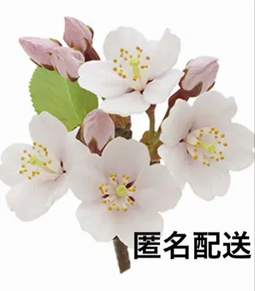 미개봉 새상품*Nature of Japan 일본의 생물 3*소메이요시노