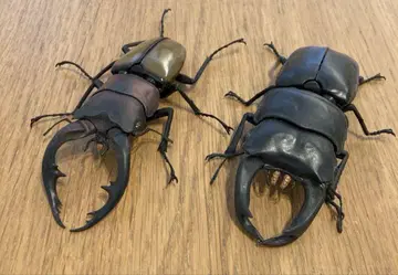 생물대도감 토카라톱사슴벌레 넓적사슴벌레 캡슐 토이