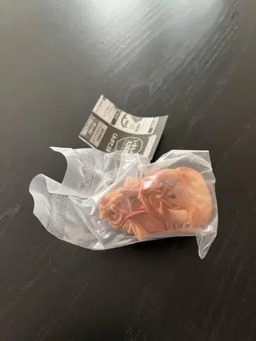 가챠 생물대도감 사슴벌레10 왕사슴벌레 번데기