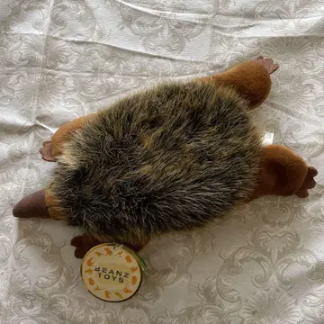 바늘두더지 콩백 봉제 인형 호주