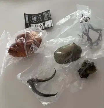 페이스타멜 시와바네 사슴벌레 왕사슴벌레 번데기 장수풍뎅이10