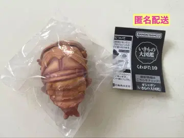 생물대도감 장수풍뎅이 10 오쿠와가타 번데기 가챠가챠