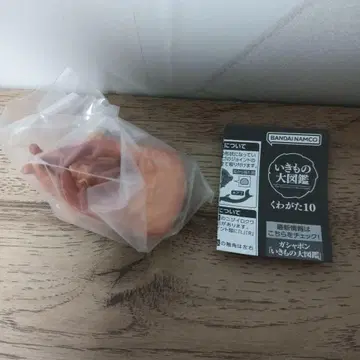 오오쿠와가타  번데기  생물대도감  장수풍뎅이 10  가챠가챠