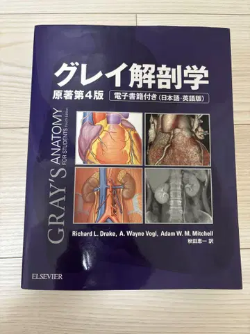 그레이 해부학