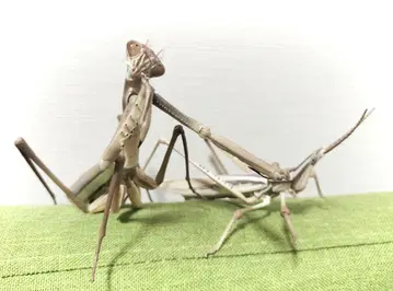 생물대도감 어드밴스 사마귀 사마귀 쇼료바타 갈색