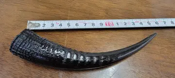 사슴뿔 일본 사슴뿔