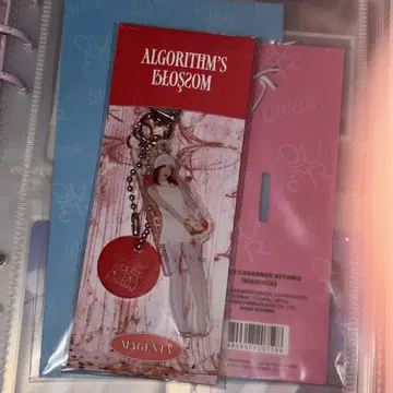 QWER Magenta 마젠타