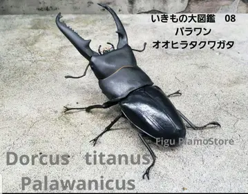 생물대도감 08 파라완오히라타쿠와가타