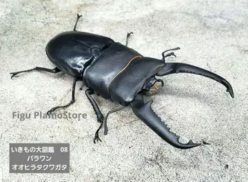 생물대도감 08 파라완오히라타쿠와가타
