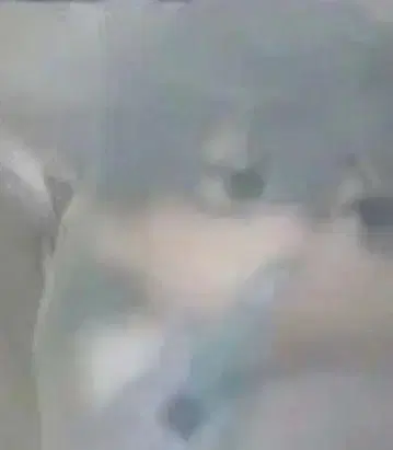 에이리언 스테이지 봉제 인형 불가사리 틸 에이스테 불가사리
