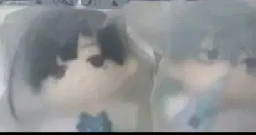 에이리언 스테이지 봉제 인형 불가사리 이반 틸 에이스테 바다 별