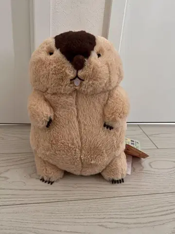 마모트의 모토토 봉제 인형 하마모토 군