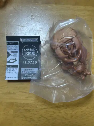 생물대도감 쿠와카타 10 오오쿠와가타 번데기