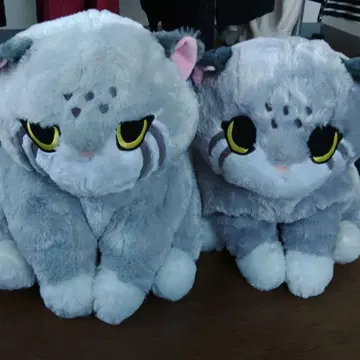 변덕스러운 마누루 고양이 2개 세트