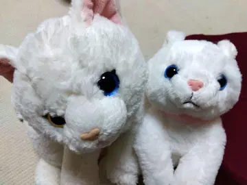 무릎 고양이 2마리