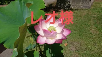 귀멸의 칼날 캔뱃지 카나오 55개