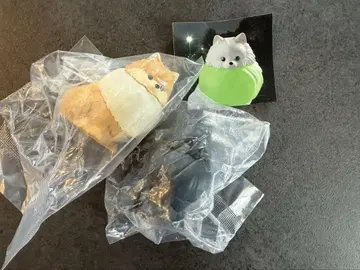 빛나는 목걸이를 한 산책용 포메 라이트 2종 세트