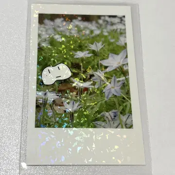 Ado 폴라로이드풍 트레이딩 시크릿