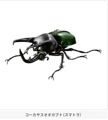 생물대도감 어드밴스 코카서스 오오카부토(수마트라)