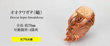 생물대도감 갑각류 10 오오쿠와가타 번데기