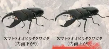 생물대도감 스마오히라타쿠와가타 세트
