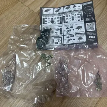생물대도감 매미 01 미카도민민