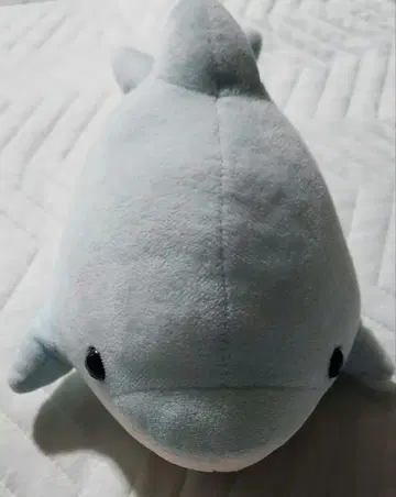 가모가와 씨월드 돌고래 복권 봉제 인형