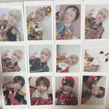 팬더 드래곤 하피카 요타 파치 12장