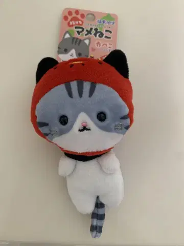여행하는 콩 고양이 빨간색 버전 고등어