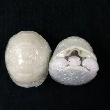 가챠 거북이 그리스 리쿠가메 알비노 세트