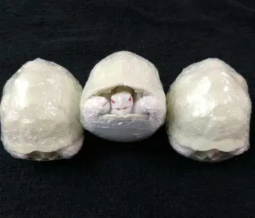 가챠카메 인도 호시가메 알비노 3개 세트