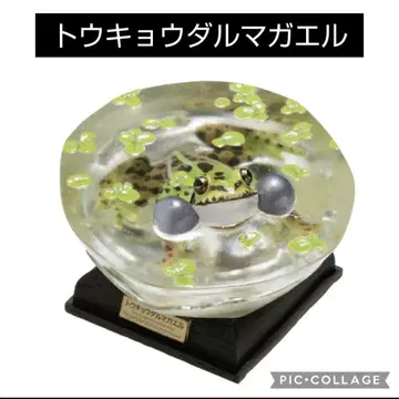 도쿄 달마개구리 가챠 일본 개구리