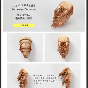생물대도감 장수풍뎅이 10 오오쿠와가타 (번데기) 캡슐판