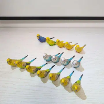 해양당 세키세이 인코 16개
