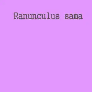 블랙 Ranunculus