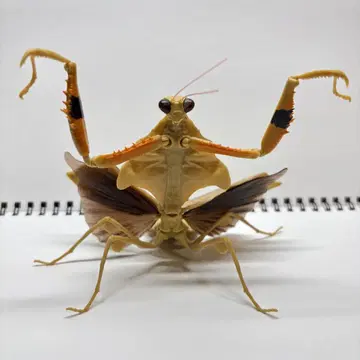 생물대도감 사마귀 02 히시무네카레하카마키리(라이트 브라운)