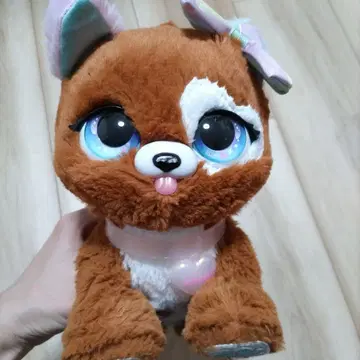 선물 반려동물