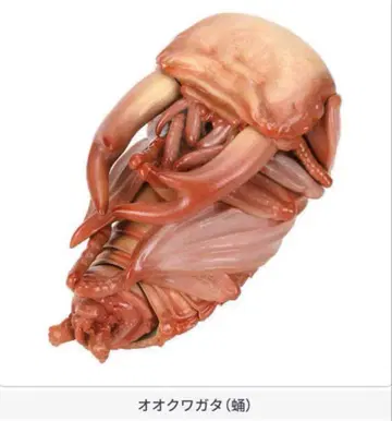 생물대도감 장수풍뎅이 10 오쿠와가타