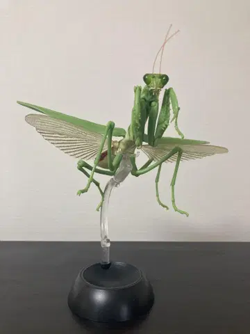 메뚜기 모형 그린 컬러 플라스틱