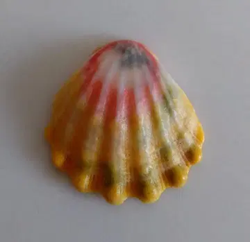 선라이즈 쉘 Sunrise Shell